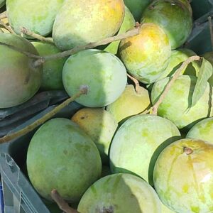 রংপুরের হাড়িভাঙ্গা আম (১০ কেজি)